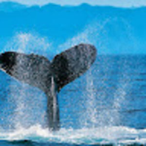 Meet your Posher, Bill